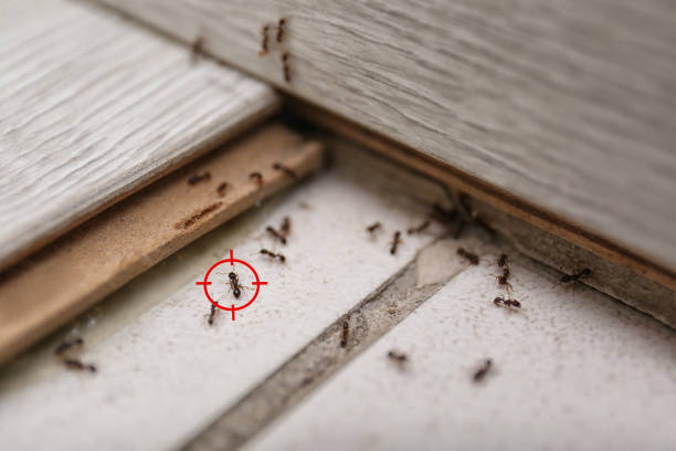 Junction, TX Pest Control Company