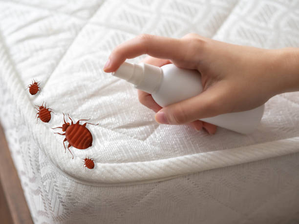 Best Affordable Pest Control Services  in Junction, TX