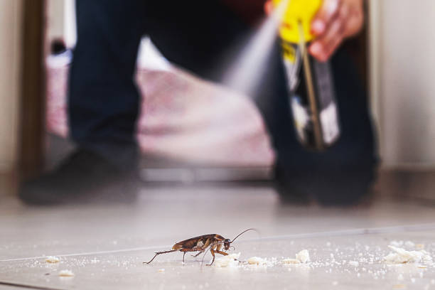 Best Pest Removal Services  in Junction, TX